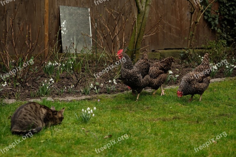 Cat Chicken Chickens Hen Animals