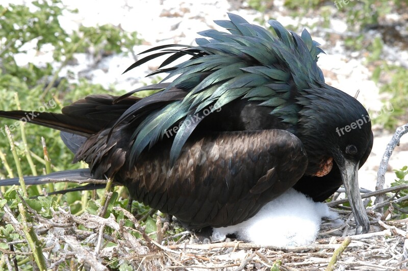 Bird Galápagos Nest Ecuador Free Photos