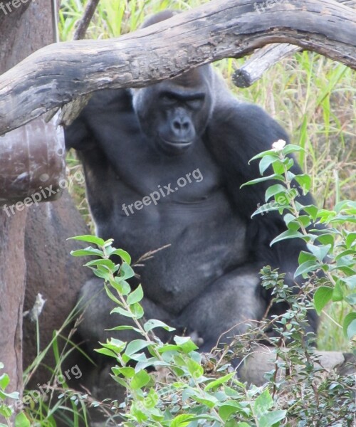 Gorilla Staring Looking Observing Watching