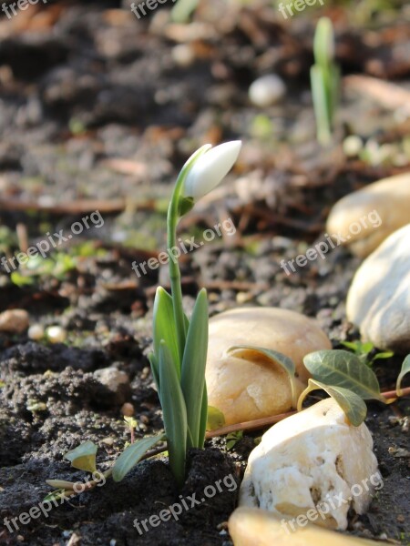 Snowdrop Spring Nature Spring Flower Flower