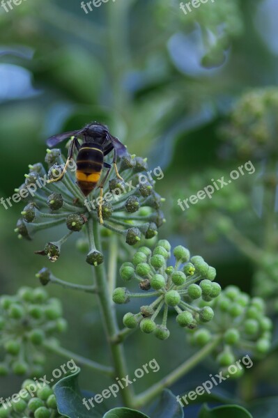 Asian Hornet Vespa Velutina Invasive Species Insect Free Photos