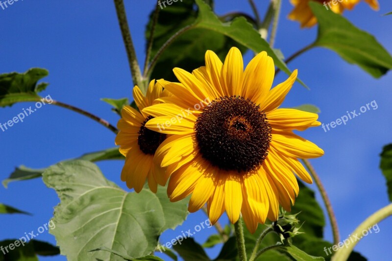 Sunflower Flower Summer Sun Big Flower