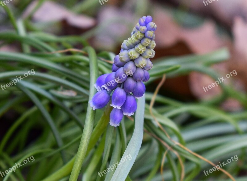 Opening Grape Hyacinth Hyacinth Flower Blossom Bloom