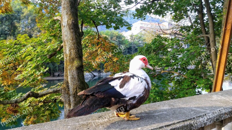 Duck Bird Animals Nature Park