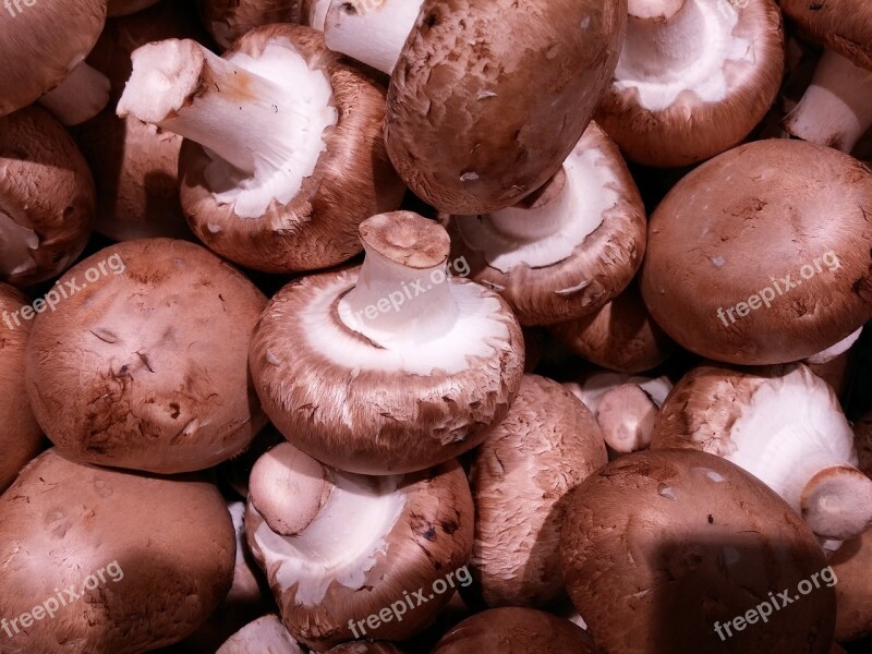 Champion Brown Mushrooms Mushroom Cute