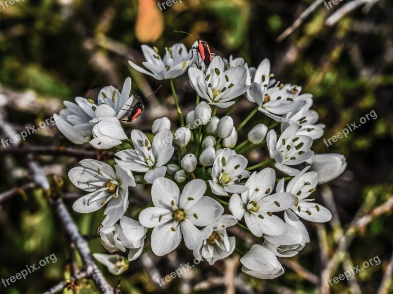 Flowers White Inflorescence White Flowers Beetles