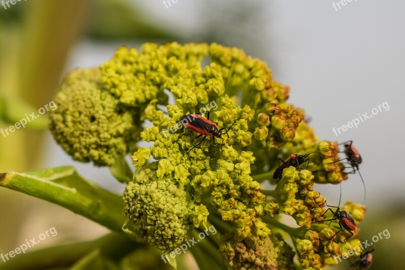 Inflorescence Flower Beetles Plant Nature