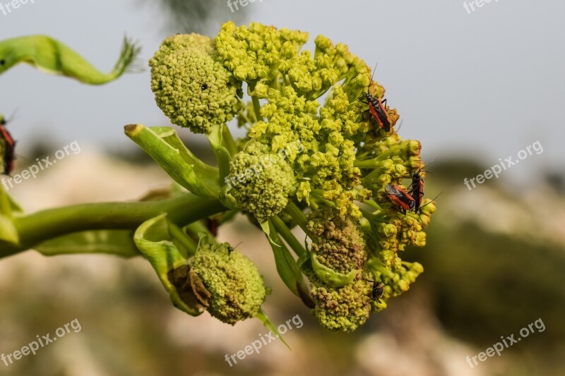 Inflorescence Flower Beetles Plant Nature