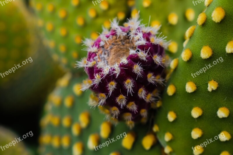 Prickly Pear Plant Cactus Nature Mediterranean