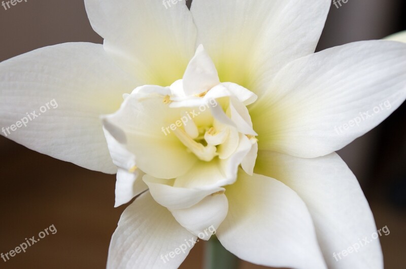 Hippeastrum Amaryllis Spring Flowers Bulbous Bloom