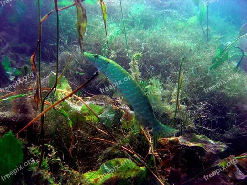 Pike Diving Underwater Photo Fühlinger Lake In Cologne Germany Free Photos