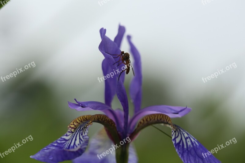 Flower Iris Garden Blue Free Photos