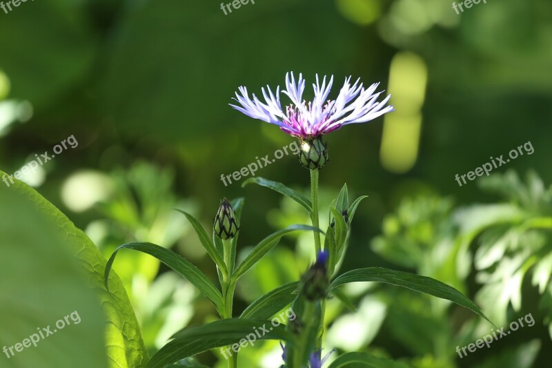 Flower Plant Cornflower Perennial Free Photos