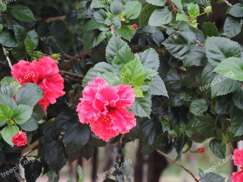 Flowers Network Pink Flower Nature