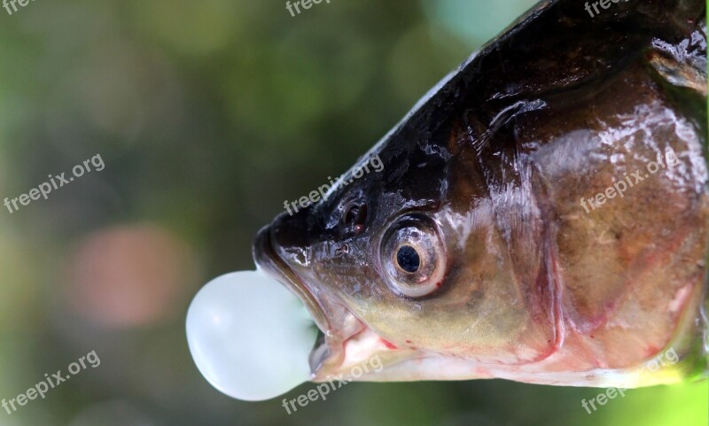 Fish Chewing Gum Bula Funny Free Photos