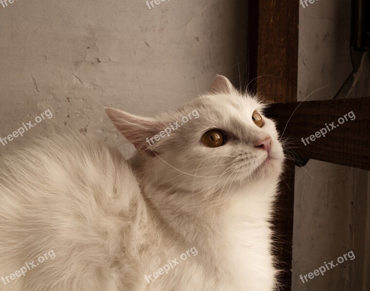 Adult White Cat Pet Pets