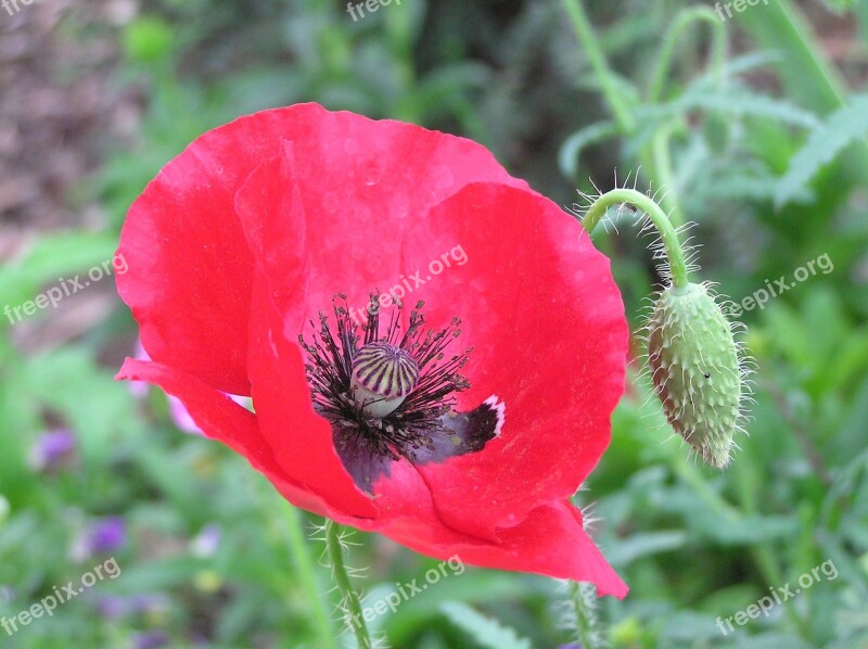 Remembrance Day Poppy Flower Red War