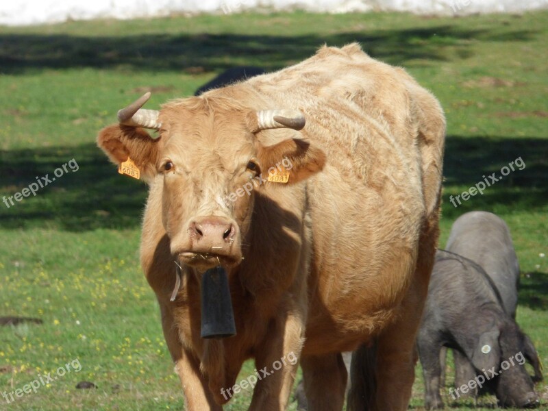 Cow Calf Field Grass Pig