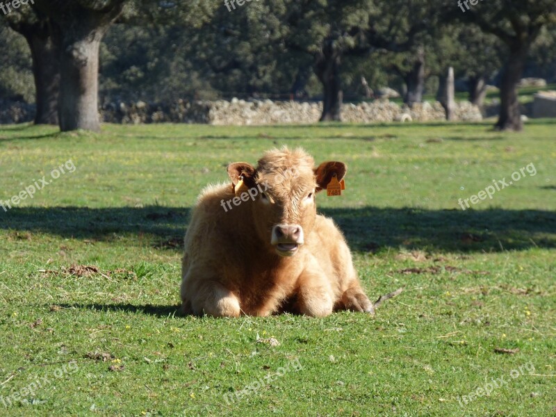 Cow Filed Grass Calf Farm