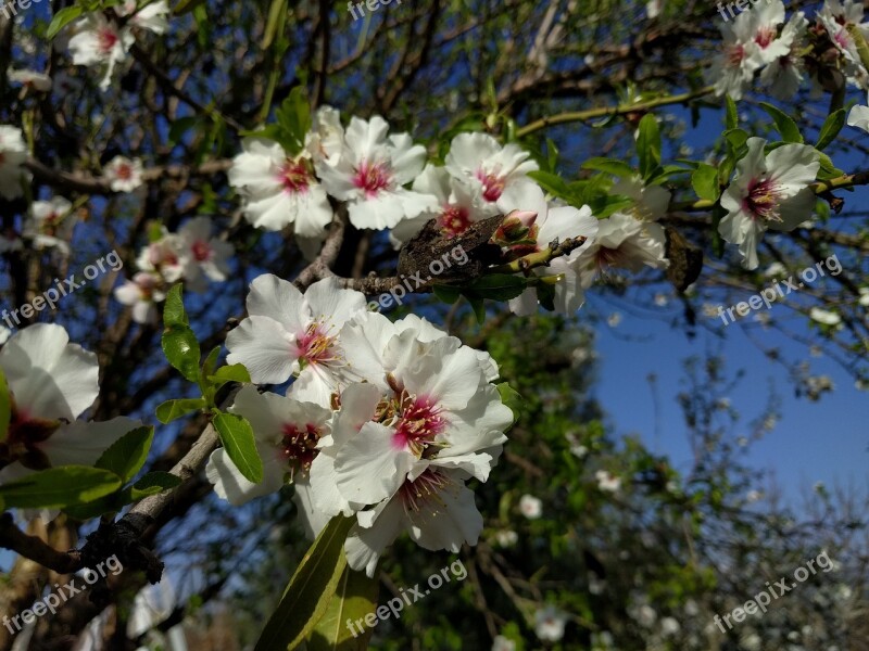 Flowers Nature Plants Almond Almond Tree