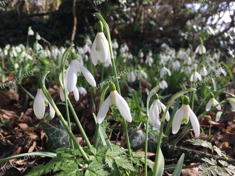 Snowdrops Spring Flowers White Garden