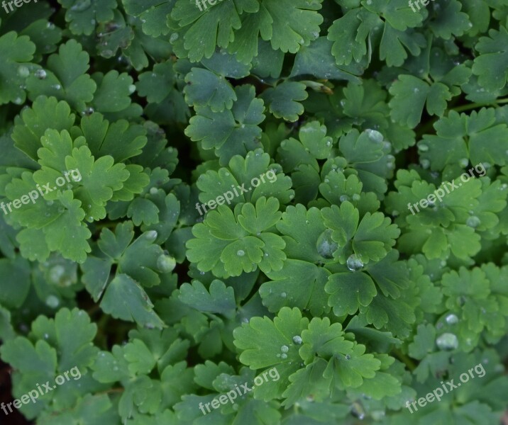 Rain-wet Columbine Leaves Columbine Rain Raindrops Spring