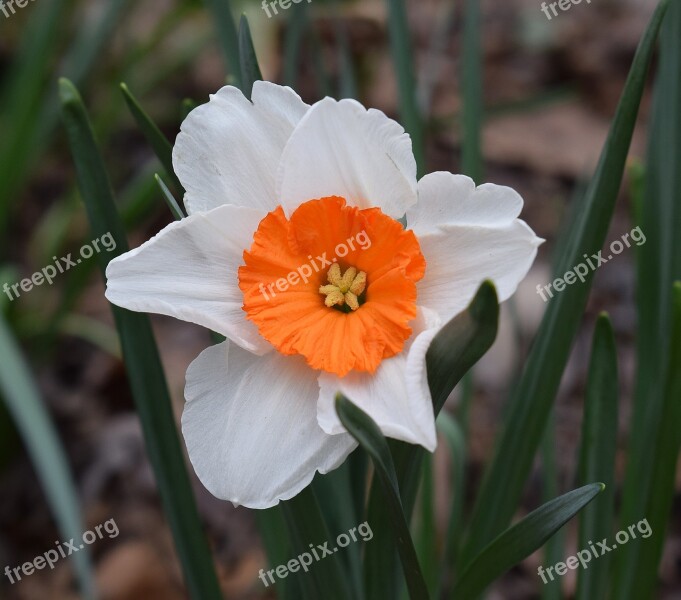 Narcissus Daffodil Flower Blossom Bloom