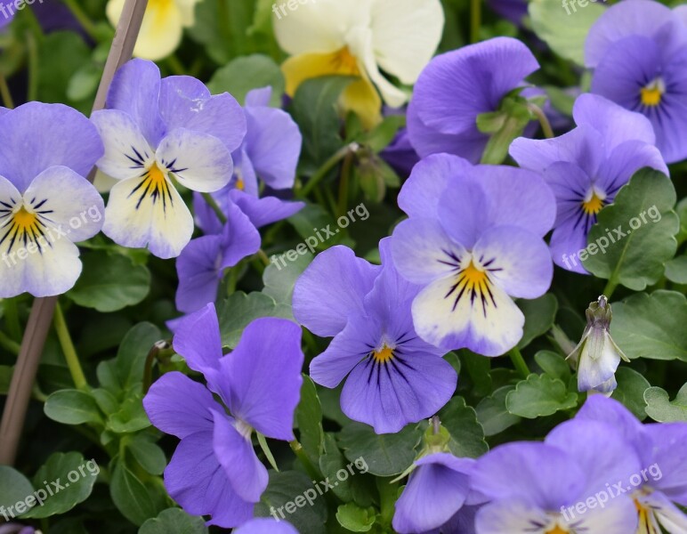 Purple Pansies Pansies Flower Blossom Bloom