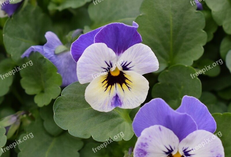 Purple Pansies Pansies Flower Blossom Bloom