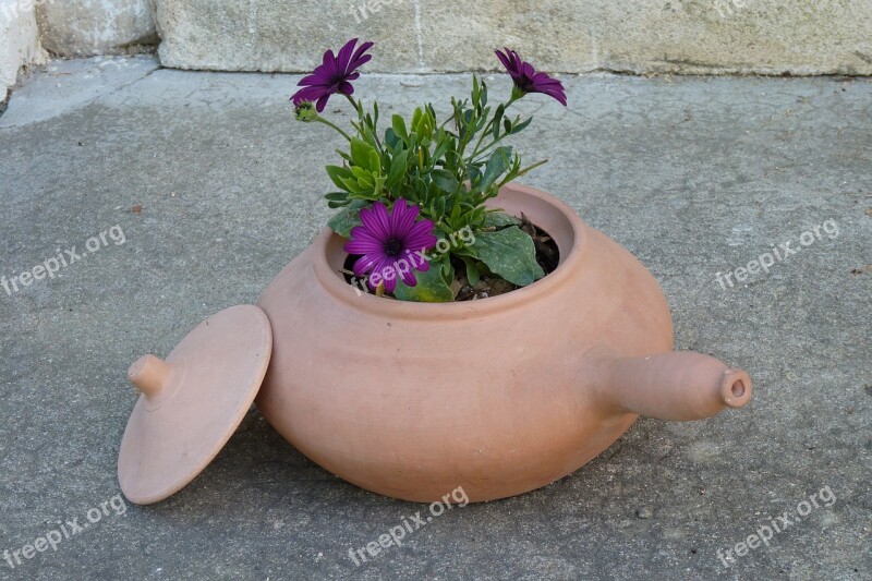 Flowers Clay Pot Terracotta Free Photos