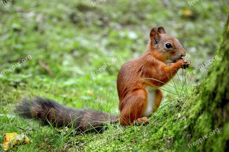 Squirrel Summer Peterhof Grass Animal