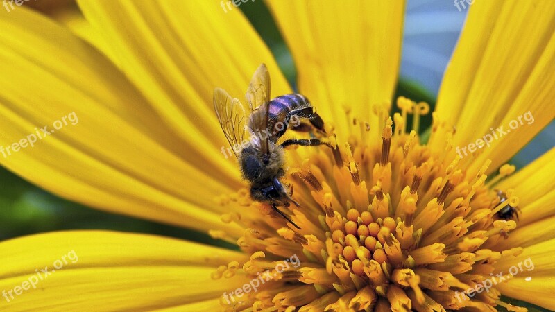 Vespula Flower Yellow Ecuador Yellow Flower