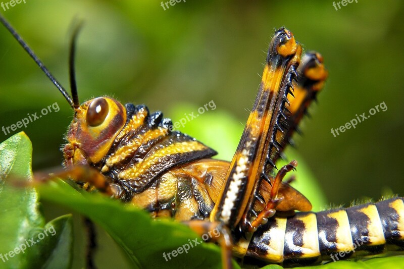 Grasshopper Ecuador Insect Colorful Nature