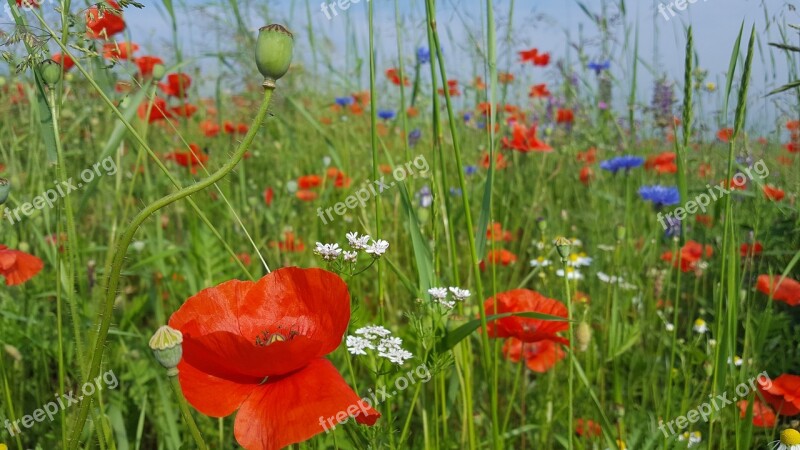 Cornflower Poppy Summer Free Photos