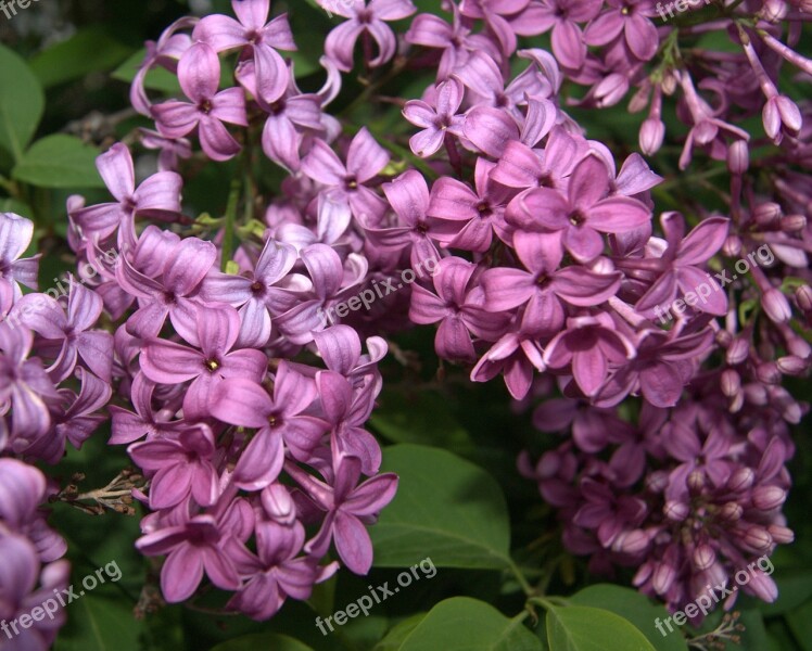 Flowers Lilac Lilacs Blooms Blossoms