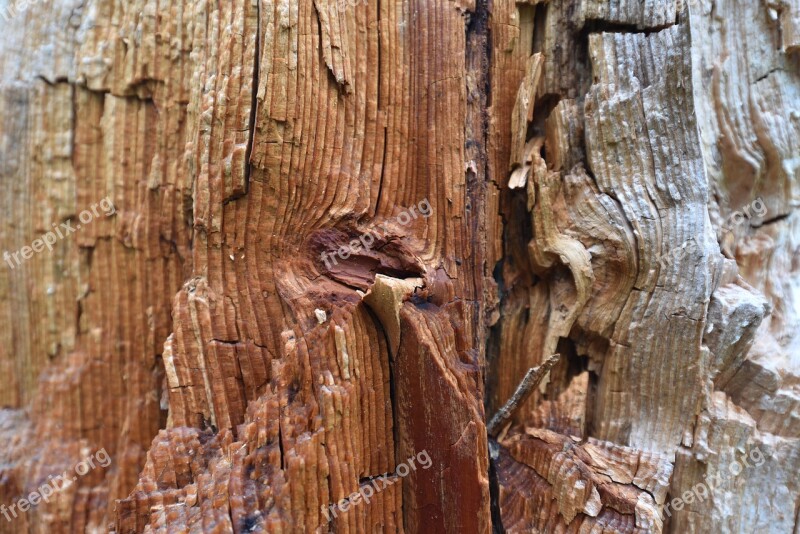 Wood Tree Structure Tribe Nature