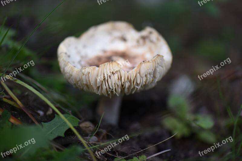 Mushroom Nature Wilderness Lamellar Forest