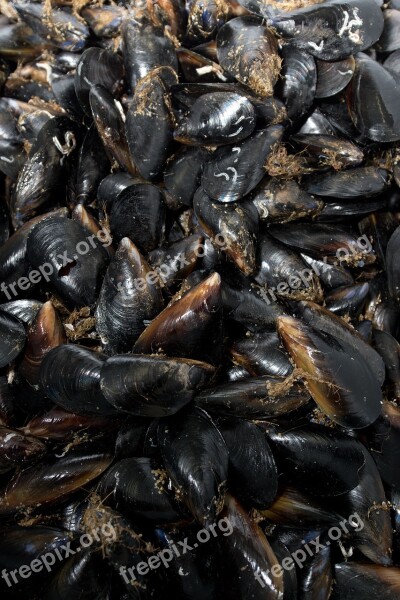 Mussels Seafood Shells Fresh Shellfish