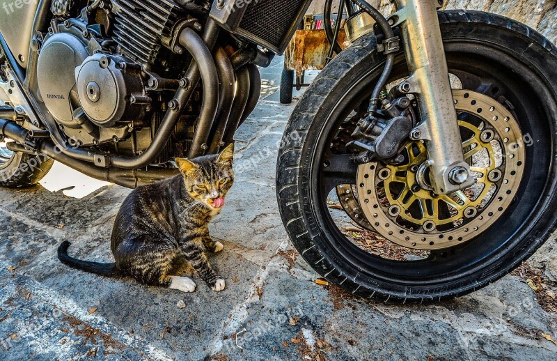 Rhodes Greece Cat Stray Motorcycle