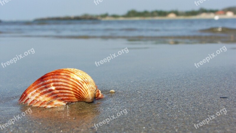 Beach Sea Seashell Sand The Coast