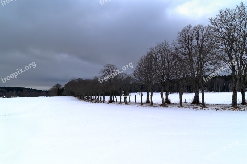 Avenue Tree Snow Winter Darkness