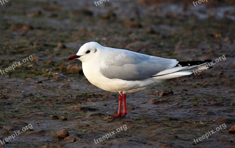 Seagull Bird Sea Gull Nature