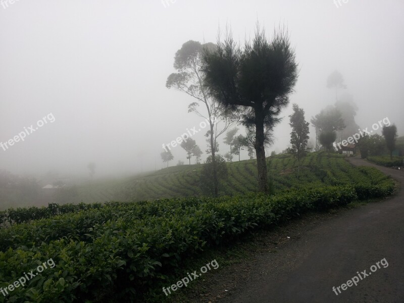 The Mist Tea Estate Forest Haputhale Haputale