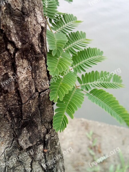 Tree Sapling The Amount Of The Light Plant Growth