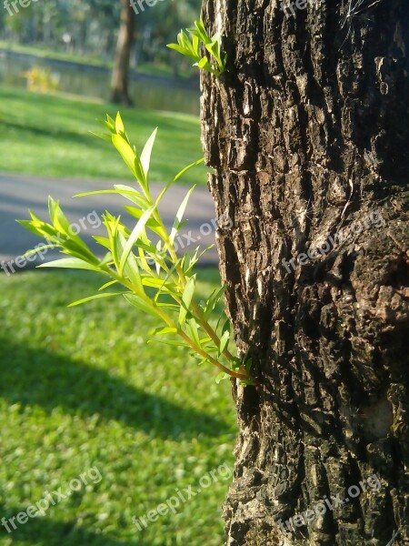 Tree Sapling The Amount Of The Light Plant Growth