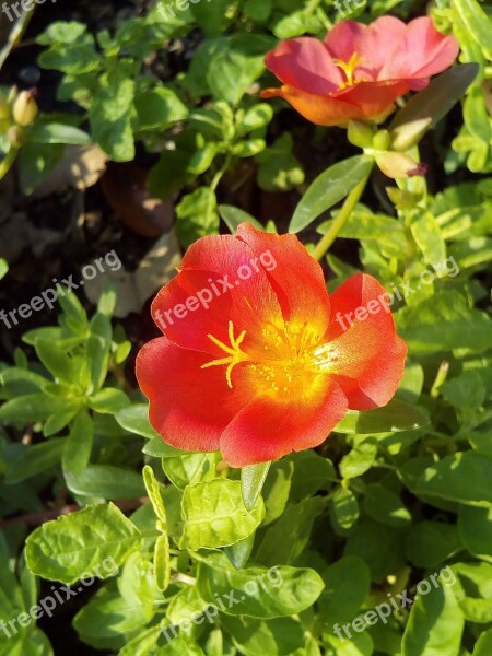 Portulaca Oleracea Flowering Portulaca Oleracea Flowers Red Flowers Bush