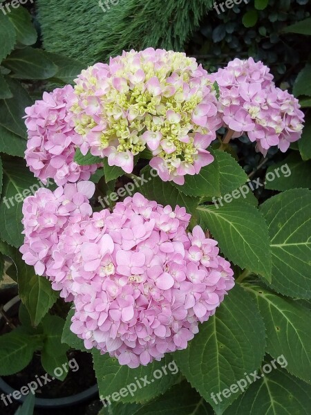 Other Training Offerings Hydrangea Flowers Jia Nature Flowers Refreshing