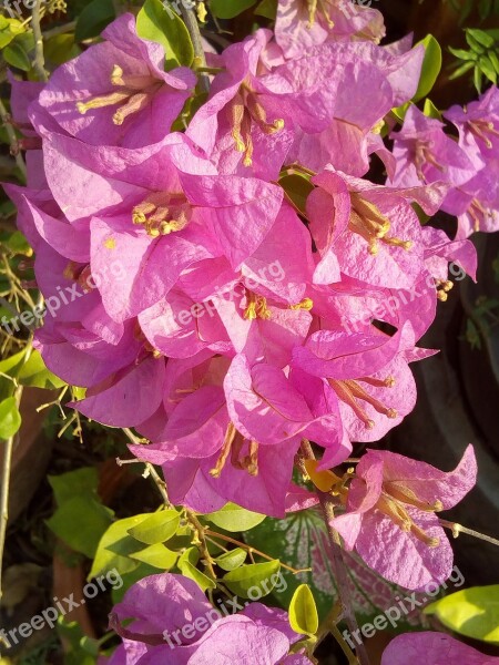 Flowers Bougainvillea Fueng Fah Bush The Pink Flowers