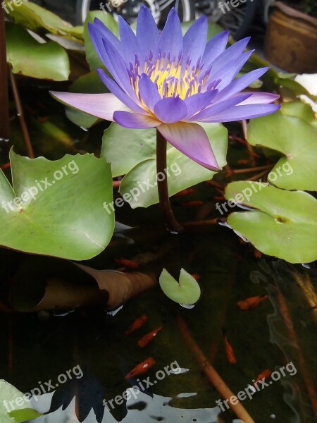 Lotus Leaf Lotus Water Plants Flowers Lotus Lake