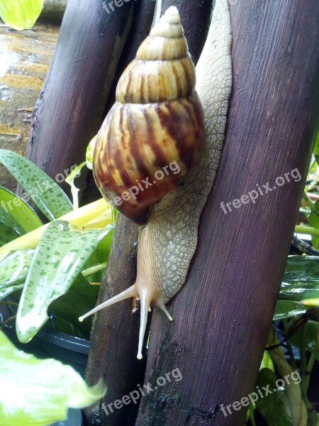 Snail Ramble Hooker Invertebrate Animals Free Photos